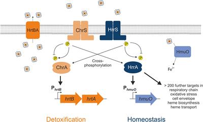 A pseudokinase version of the histidine kinase ChrS promotes high heme tolerance of Corynebacterium glutamicum